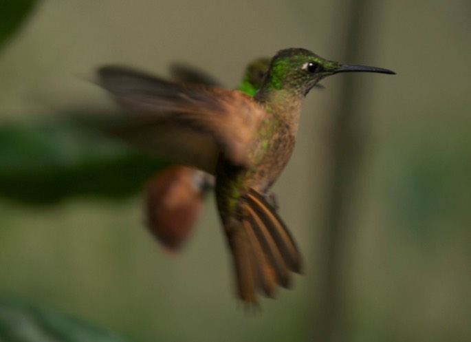 Brilliant, Fawn-breasted 6