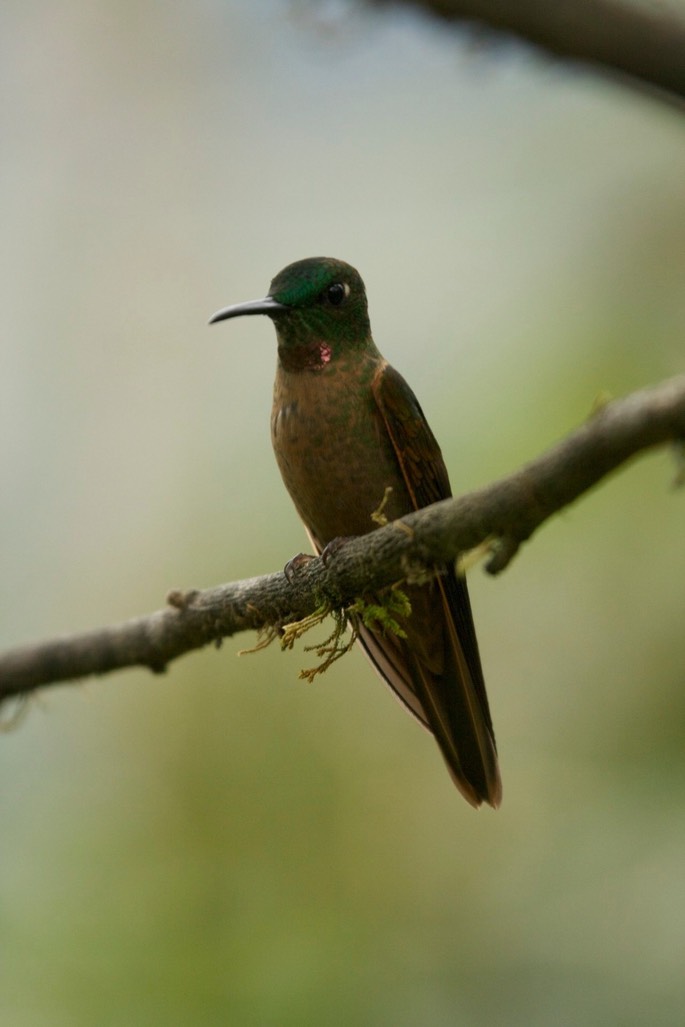 Brilliant, Fawn-breasted 7