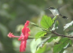 Brilliant, Green-crowned Ecuador photo 2