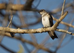 Brown-chested Martin, Progne tapera