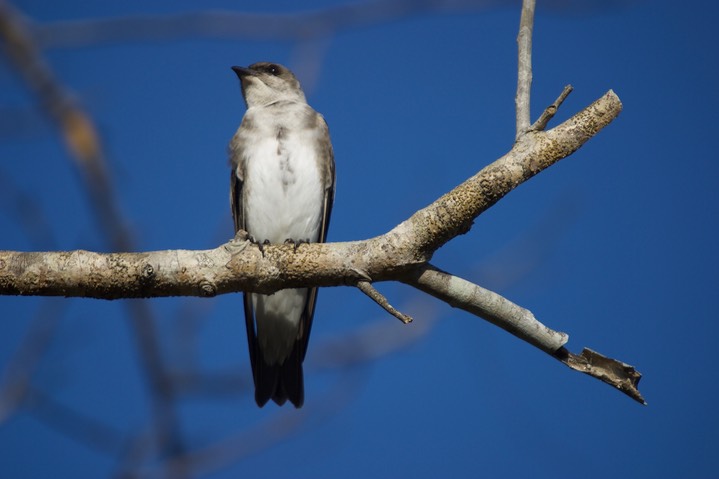 Brown-chested Martin, Progne tapera2