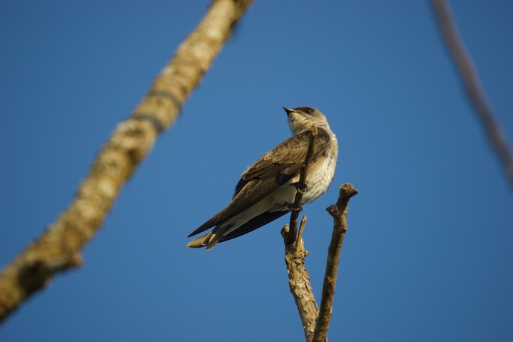 Brown-chested Martin, Progne tapera3