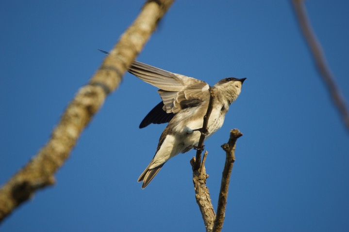 Brown-chested Martin, Progne tapera4