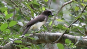 Brown Jay