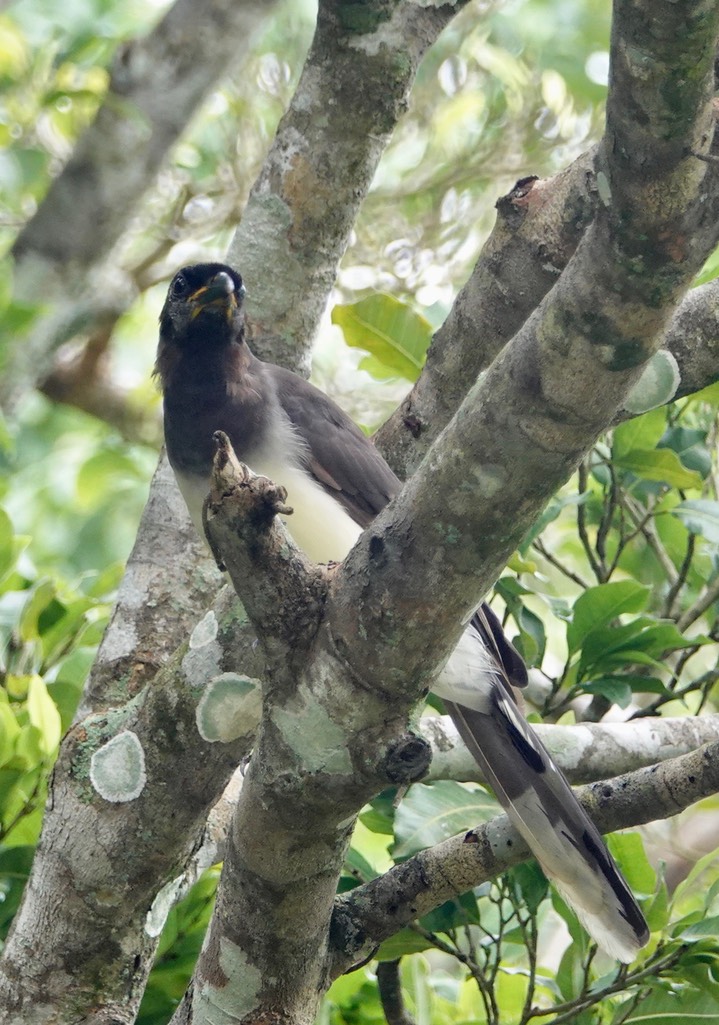 Brown Jay, Psilorhinus morio 30