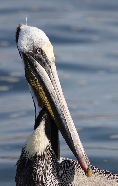 Brown Pelican, Bahia de los Angeles, Baja California (3)
