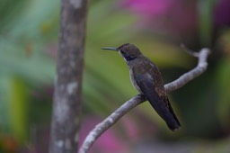  Brown Violetear, Colibri delphinae       2