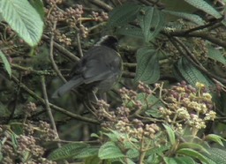 Brush-Finch, Pale-naped 2