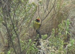 Brush-Finch, Rufous-naped anti 1