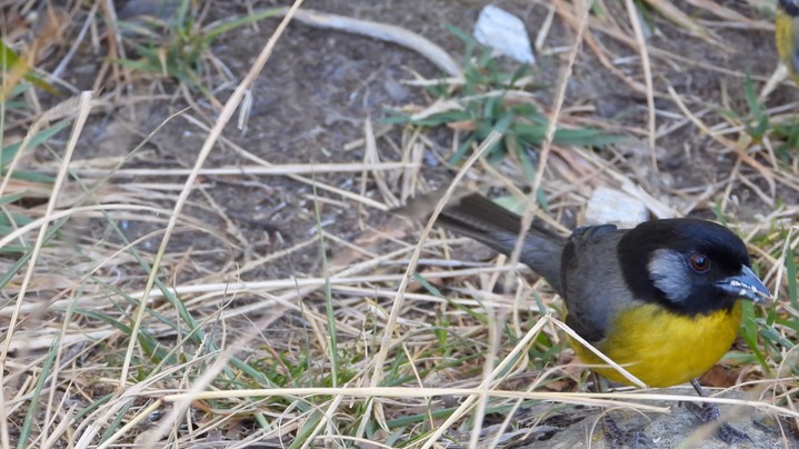 Brush-Finch, Santa Marta (Colombia) 2