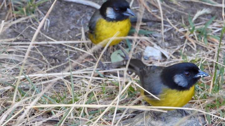 Brush-Finch, Santa Marta (Colombia) 3