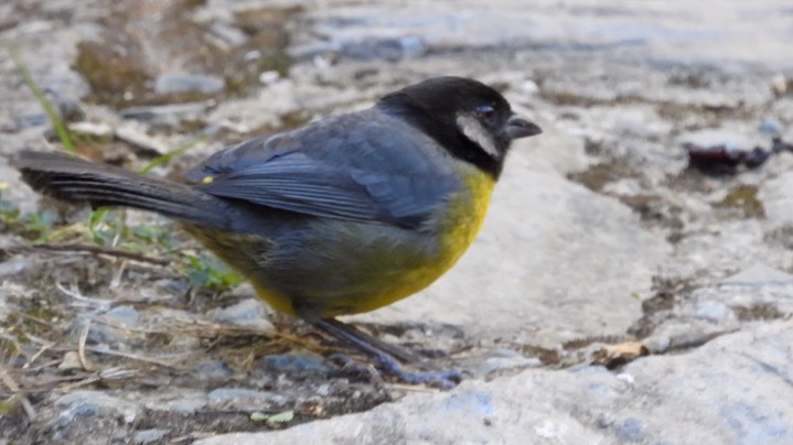 Brush-Finch, Santa Marta (Colombia) 1