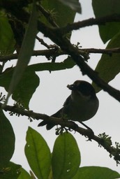 Brush-Finch, Slaty 3