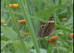 Buckeye sp