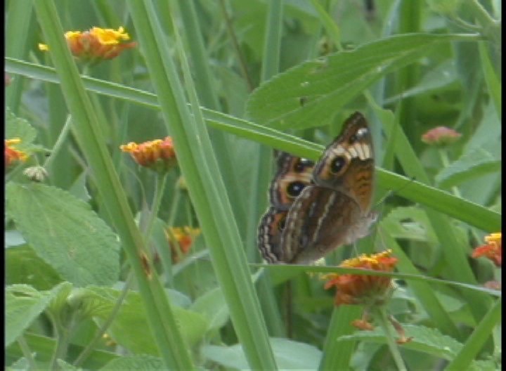 Buckeye sp