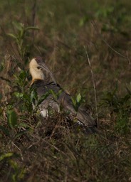 Buff-necked Ibis, Theristicus caudatus20b