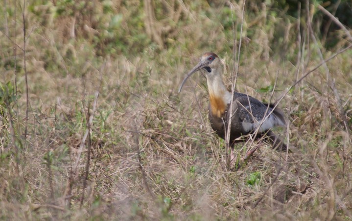 Buff-necked Ibis, Theristicus caudatus