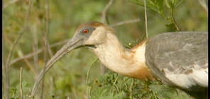 Buff-necked Ibis