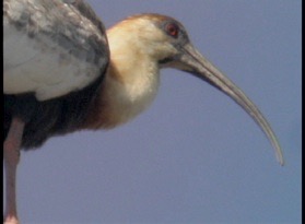 Buff-necked Ibis