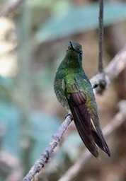 Buff-tailed Coronet1