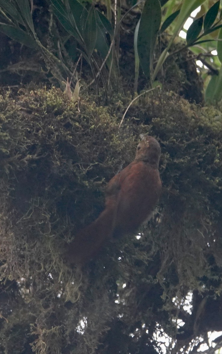 Buff-throated Foliage-gleanerg2