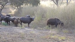 Buffalo, West African Forest - Senegal 3