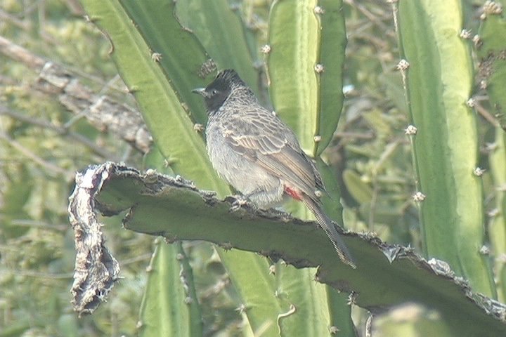 Bulbul, Red-vented 21