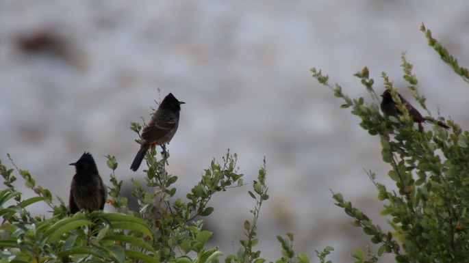 Bulbul, Red-vented 4