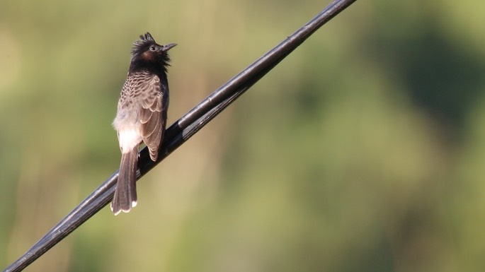 Bulbul, Red-vented 5