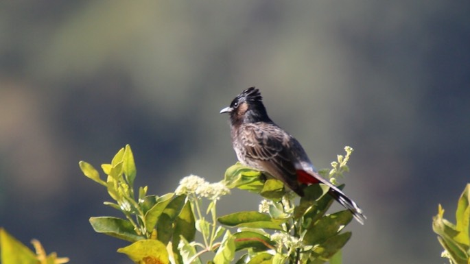 Bulbul, Red-vented 6