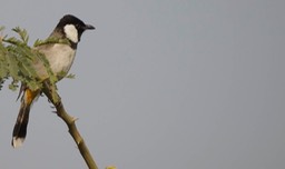 Bulbul, White-eared 2