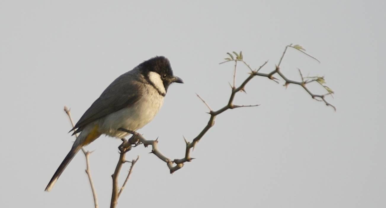 Bulbul, White-eared 3