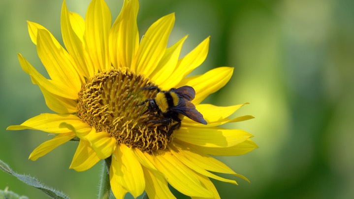 Bumble Bee, Sonoran 3