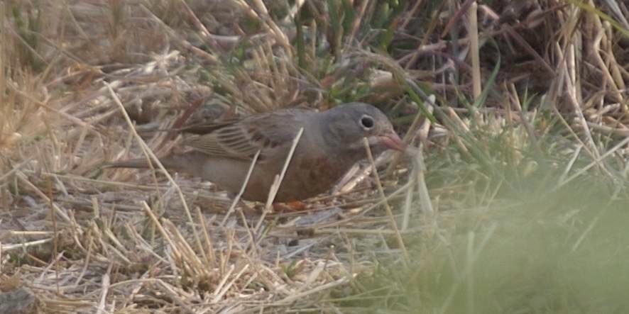 Bunting, Grey-necked 4