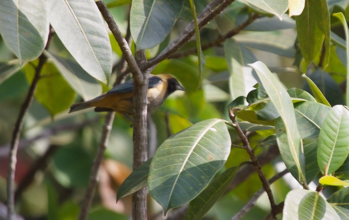 Burnished-buff Tanager, Tangara cayana1