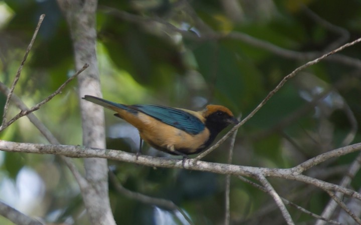 Burnished-buff Tanager, Tangara cayana