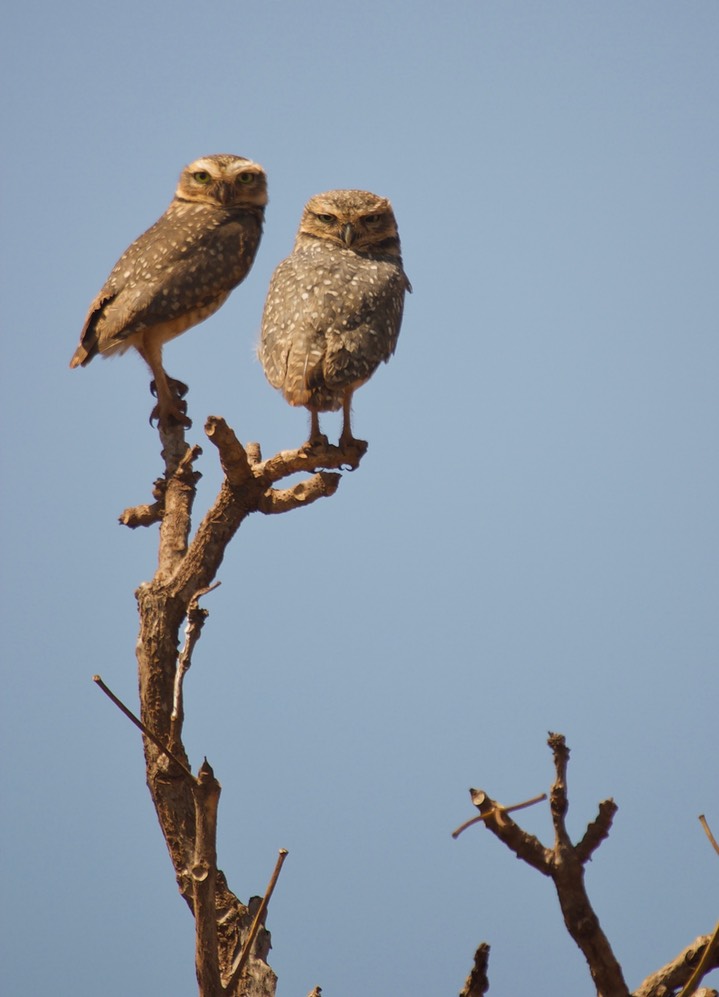 Burrowing Owl, Athene cunicularia 3