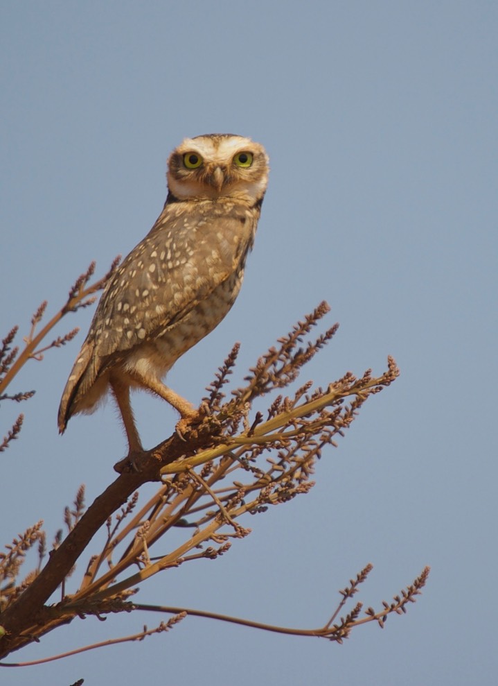 Burrowing Owl, Athene cunicularia 4