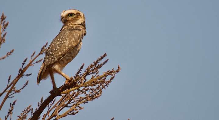 Burrowing Owl, Athene cunicularia 5