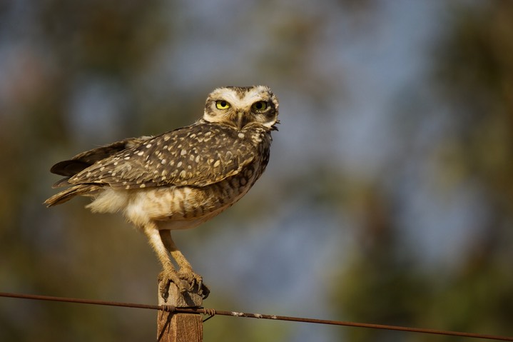 Burrowing Owl, Athene cunicularia