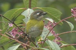 Bush-Tanager, Common1