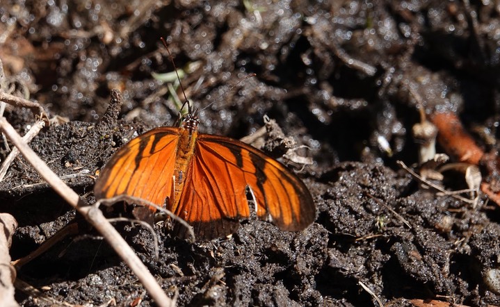 El Dorado Reserve, Santa Marta Mountains, Colombia