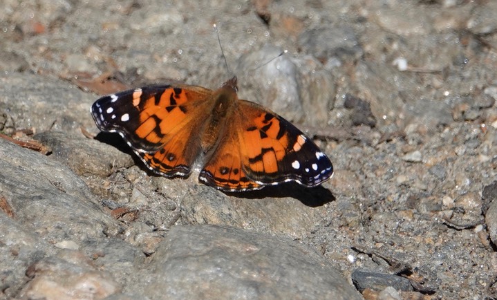 El Dorado Reserve, Santa Marta Mountains, Colombia