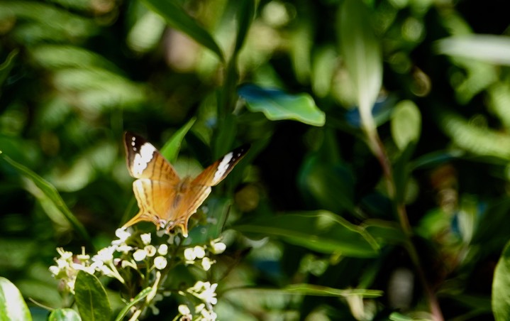 El Dorado Reserve, Santa Marta Mountains, Colombia