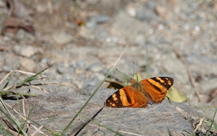 El Dorado Reserve, Santa Marta Mountains, Colombia