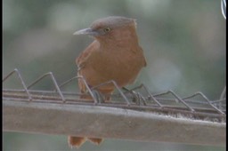 Cacholote, Rufous