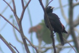 Cacique, Scarlet-rumped 2