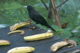 Cacique, Scarlet-rumped