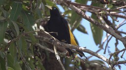 Cacique, Yellow-rumped 2