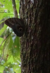 Caligo eurilochus - Forest Giant Owl - Asa Wright Nature Center, Trinidad2